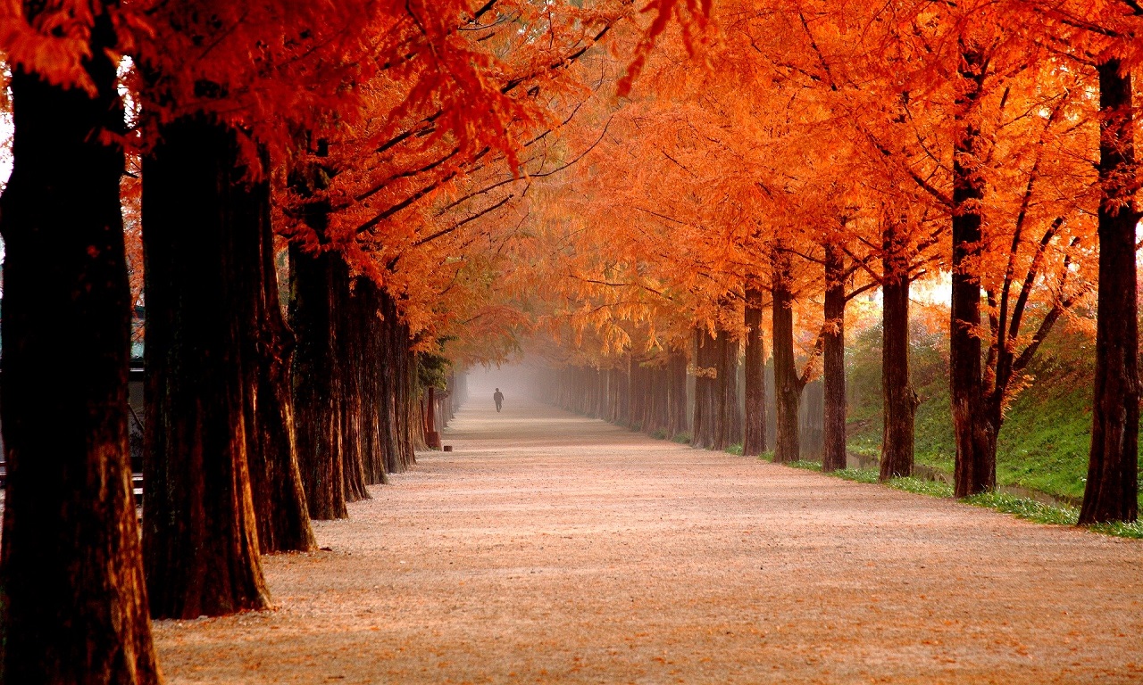 Nami Island Tour Pinnacle Travel Main