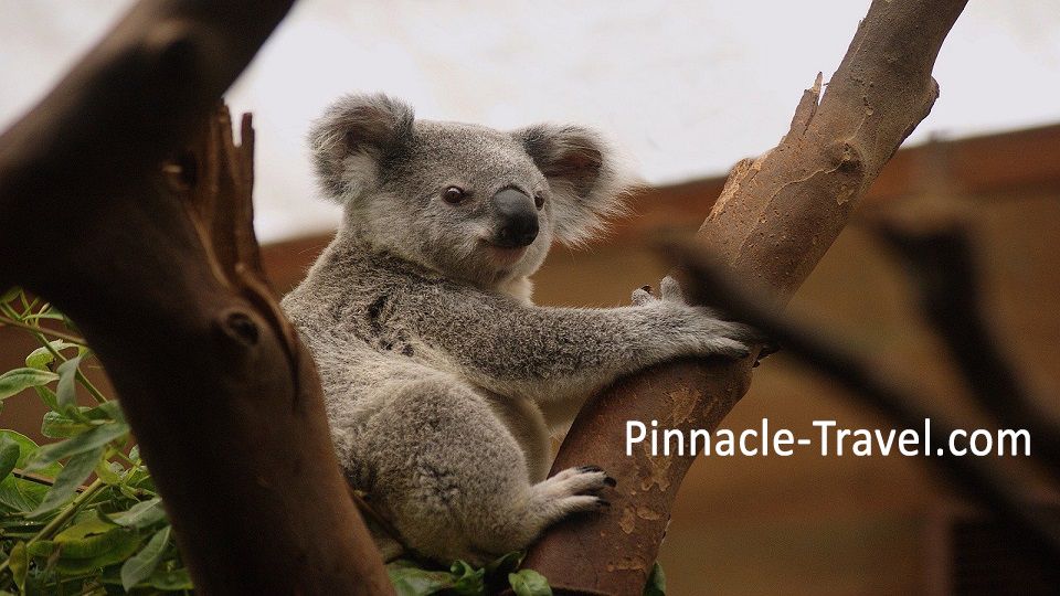 Wildlife Animal Koala Australia