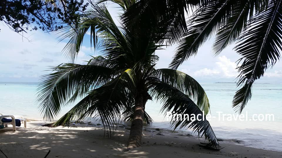 Maldives_Coconut_Tree_Beach_And_Sea